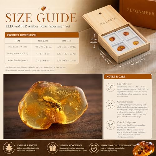 Image of Baltic Amber Natural Fossil Insects,Insects from Millions of Years ago-Four Sets,True Insect Samples-Science Classroom Science Education Animal Specimens (Medium Amber Fossil Insects)