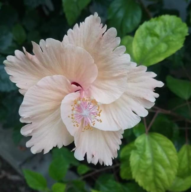 Outdoor Ornamental Hibiscus – Vigorous Rootstock – Large, Double Blooms – Perfect for Balconies and Courtyards/that Grow Fast/Golden Jade Carving-5 Root-B — image 1