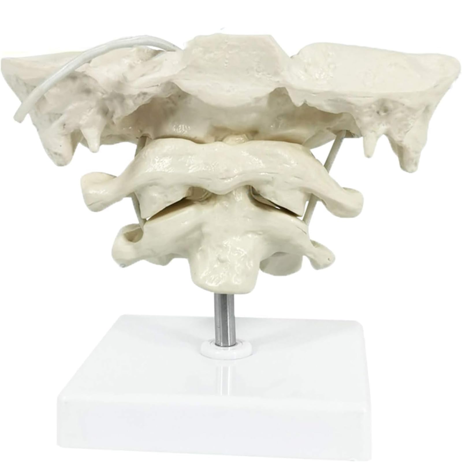 Modèle de colonne cervicale humaine en PVC avec os occipital pour l'enseignement