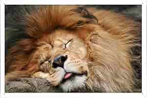 シムメール ライオンポスター L13】ライオン Lion A4 ポスター / アートポスター - メルカリ