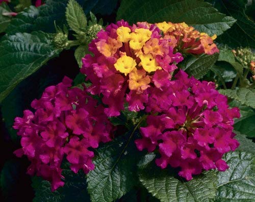 GreenBourne Rare Lantana Live Plants Deep Purple Color Lantana Camara 1 Healthy Live Plant (B08NZST8DF) Amazon Price History, Amazon Price Tracker
