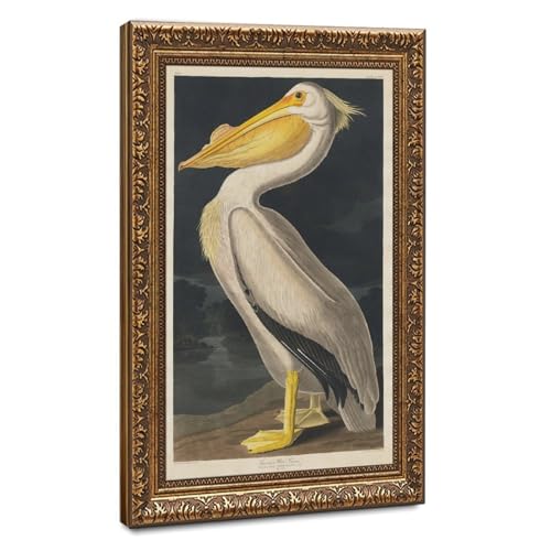 Toile pélican blanc américain haute définition John James Audubon