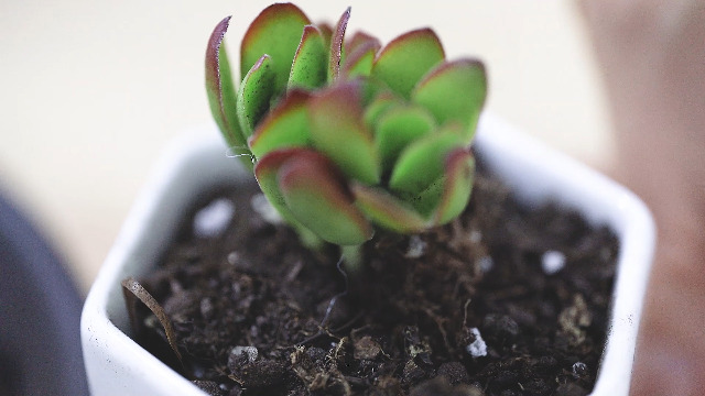 Amazon.co.jp: T4U 7CM 植木鉢 多肉植物鉢 サボテン鉢 陶器鉢 ミニ鉢