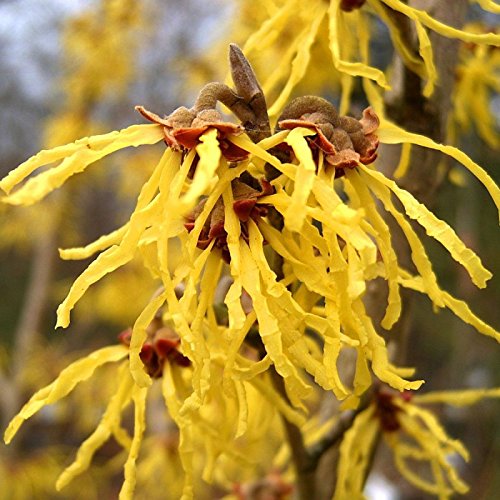 Preisvergleich Produktbild CHINESE Zaubernuss Hamamelis Mollis - 8+ SEEDS