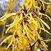 Produktbild CHINESE Zaubernuss Hamamelis Mollis - 8+ SEEDS