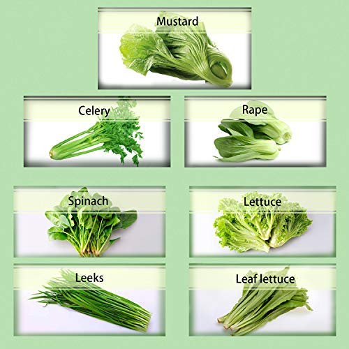 700 Pièces Paquet De Graines De Légumes 7 Variété De Céleri Moutarde Laitue En Feuilles Poireaux Laitue Aux épinards Pak Choi Kit De Légumes Verts Pure Leaf Facile à Cultiver Cover