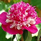 Celebrity Peony Dormant Bare Root Perennial Plant, 1-Pack