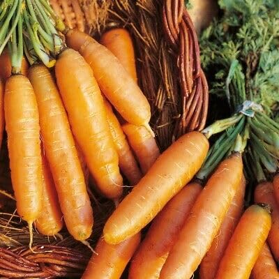 Buy4seeds 400 Seeds Carrot Eskimo f1-1 gram Useful for Garden and Outdoor