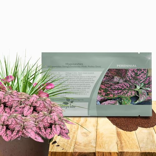 Outsidepride Pink Polka Dot Hypoestes Seed for Planting - 1000 Pcs Perennial Polka Dot Plant Seeds w/Variegated Foliage for Containers, Hanging Baskets, Small Gardens, Both Indoors & Outdoors