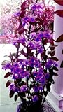  ! Enanas Dendrobium semillas de flores de orquídeas raras plantas tropicales ornamentales miniatura crecimiento natural del árbol, 10 piezas de 11