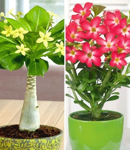 BALDUR Garten 2er Zimmerpflanzen-Kollektion, 1 Pflanze Hawaii-Palme + 1 Pflanze Wüstenrose Rot...