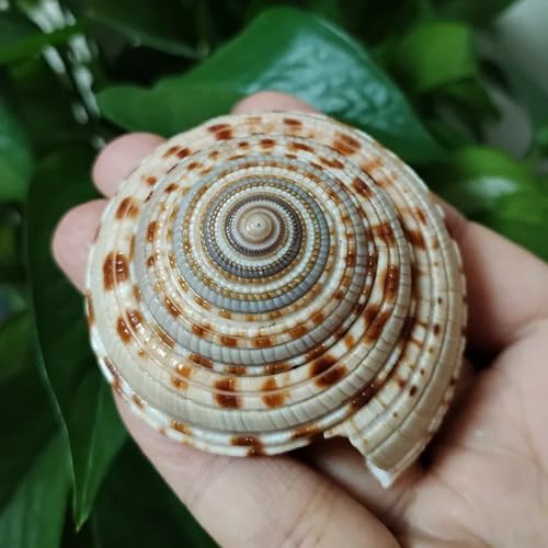 FOSANGNANTU Conch Shells for Decoration,1Pcs Sundial Snail Sunburst Carrier Snail Natural Home Decoration Collection Specimen Snail Shell Landscaping Aquarium 6-7cm