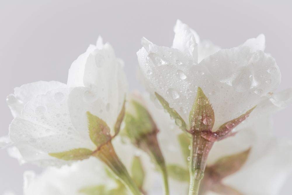 Posterazzi Collection White Cherry Blossoms IV Poster Print by Kathy Mahan (18 x 12)