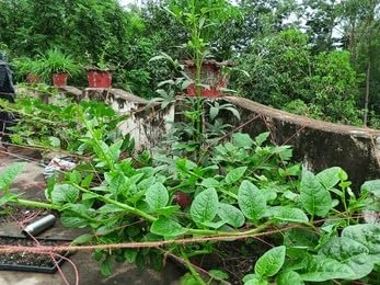 Basella alba seed, Pui shak seeds, Poi saag 100% Germination (60 seeds) (B0CNKHZPW4) Amazon Price History, Amazon Price Tracker