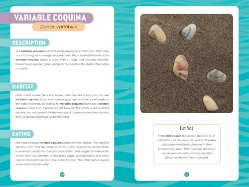 Seashells of the Jersey Shore: Identify and Learn about the Shells You Find on the Beach (Identify and Learn About Seashells, 1) - Image 5