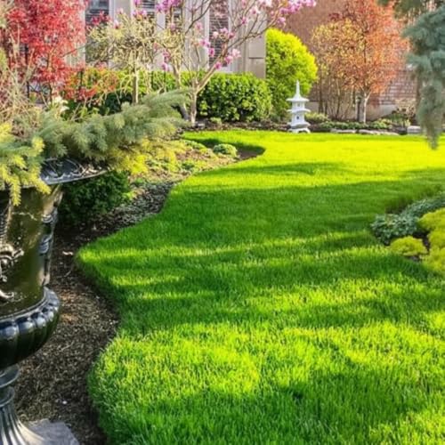 40000 Zoysia Grass Seeds &ndash; Low-Maintenance for Yards