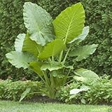 3 Jumbo Elephant Ear bulbs (Colocasia esculenta) Tropical Plant