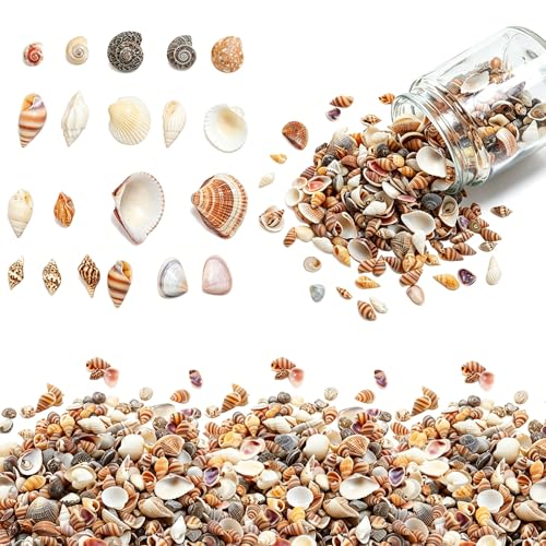 Hiznomgs 1500 Pcs Tiny Sea Shells for Crafting Mini Seashells Mixed Ocean Beach Vase Filler for Beach Theme Party Small Shells for Craft Fish Tank Vase Filler DIY Craft Supplies