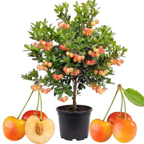 Rainier Cherry Live Plant, Fruit Bearing Tree, 3-4 Ft Tall, 3 Gallon Pot