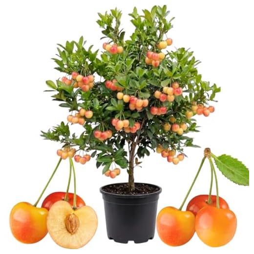 Rainier Cherry Live Plant, Fruit Bearing Tree, 3-4 Ft Tall, 3 Gallon Pot