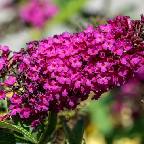ＩＴＡＮＳＥ ブッドレア ロイヤルレッド 3.5号 1個売り【品種で選べる花木苗】学名 Buddleja davidii 'Royal Red' 落耐寒性落葉低木 別名 房藤空木 フサフジウツギ バタフライブッシュ●鮮やかな赤紫色の花を咲かせる品種で、甘い香りがします。春から秋まで長期間にわたって花を咲かせるため、花の少ない時期にも庭を彩ります。暑さ・寒さに強く、初心者にも育てやすいです。のサムネイル