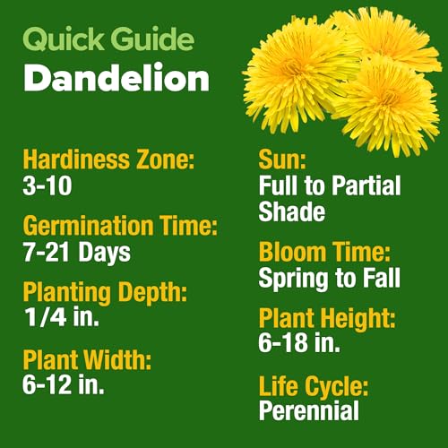 Image of HOME GROWN Dandelion Seeds for Planting 600 Heirloom Medicinal Herb Seeds (~0.3g) Non GMO Grow Edible Leaves and Flowers for Remedies or Wildlife (Taraxacum officinale)
