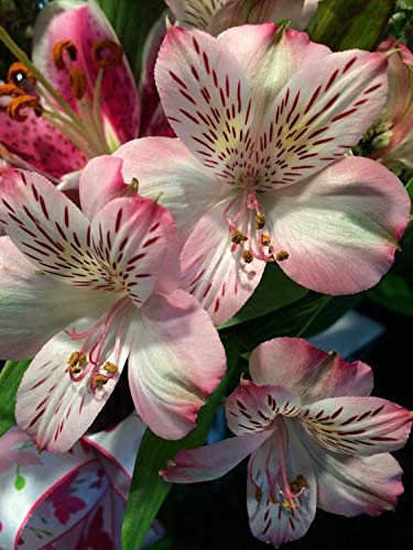 Siddhi Vinayak Gallery® Imported Veriety Alstroemeria Flower Bulbs For Home Gardening, Princess lilies Mix Colour Flower Bulbs (Pack of 6)-image-39