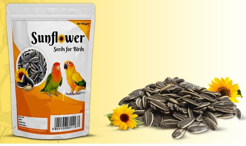 CybeXis Large Size Sunflower Seeds for Gray Parrot-[1Kg]