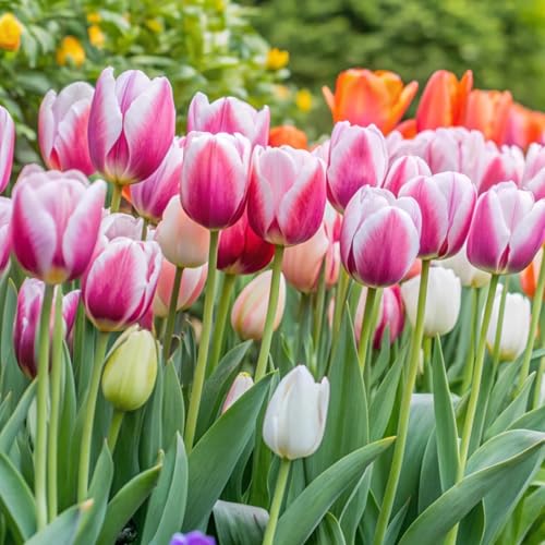 Image of Sggvecsy 30 Pcs Fake Tulips Artificial Flowers Real Touch PU Faux Flowers Tulip Stems for Wedding Spring Bouquet Floral Arrangement Home Party Office Decorations for Mother's Day (Rose Pink)