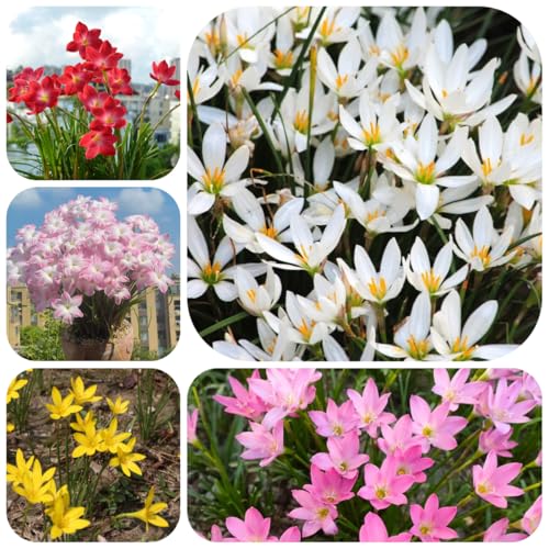 bulbos de zephyranthes - Plantas resistentes para el jardín, flores de balcón, Zephyranthes candida Plantas de otoño de floración resistente Planta perenne resistente que cubre el 4pcs