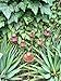 Rusty Metal Flower Garden Stakes - Set of 6 - Rustic Outdoor Decor, Bee Water Station