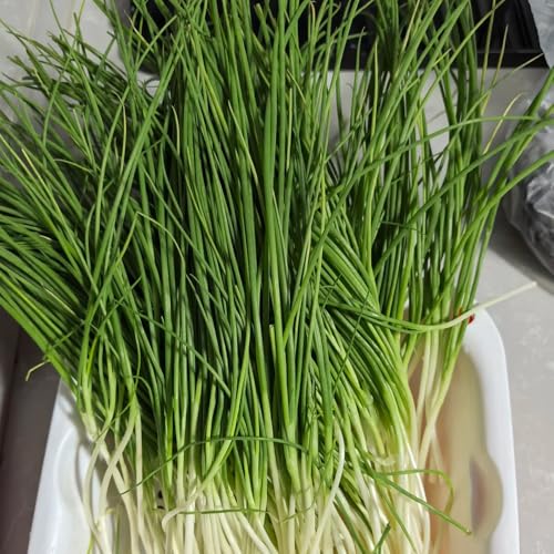 semillas de cebollino perenne resistente de invierno, aromáticas cebollinos cocina de jardín, jardín 600pcs