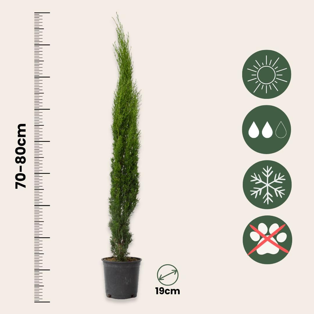 Plant in a Box - Cyprès de Toscane - Set de 2 - Cupressus sempervirens - Pot 19cm - Hauteur 70-80cm