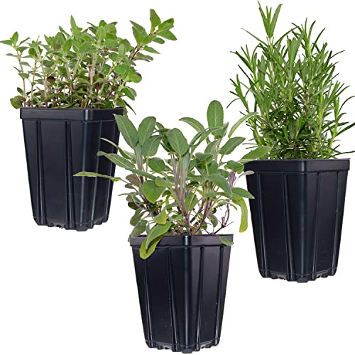 Stargazer Perennials Garden Herb Plant...