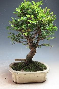 Amazon｜盆栽 ニレケヤキ/楡欅（4506）【現品】｜観葉植物