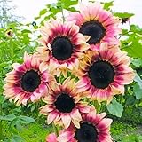 幻想的でロマンチックな花色が人目を惹く 綺麗な二色咲き向日葵ピンク 種5粒