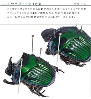 デーモンニジダイコク ペア 20mm UP 標本　昆虫標本　ダイコクコガネ 糞虫を買った - そつがないのそつってなに？