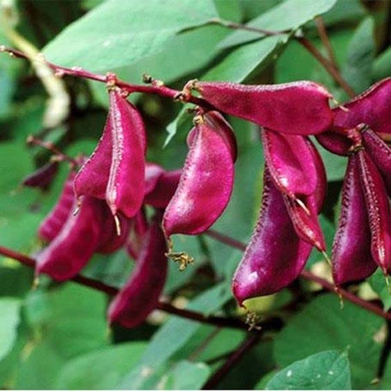 Radha Krishna Agriculture® VEGETABLE SEEDS DOLICHOS BEANS 100% ORGANIC F1 HYBRID SEEDS PACK (B09S7T3ZDB) Amazon Price History, Amazon Price Tracker