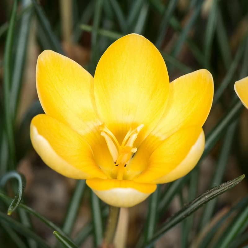 Image of IMP. Saffron | Crocus Excellent Quality Flower Bulbs for Attractive Aromatic Flowers Home Outdoor Gardening Plants Flowering Bulbs (pack of 12, Chrysanthus Romance)