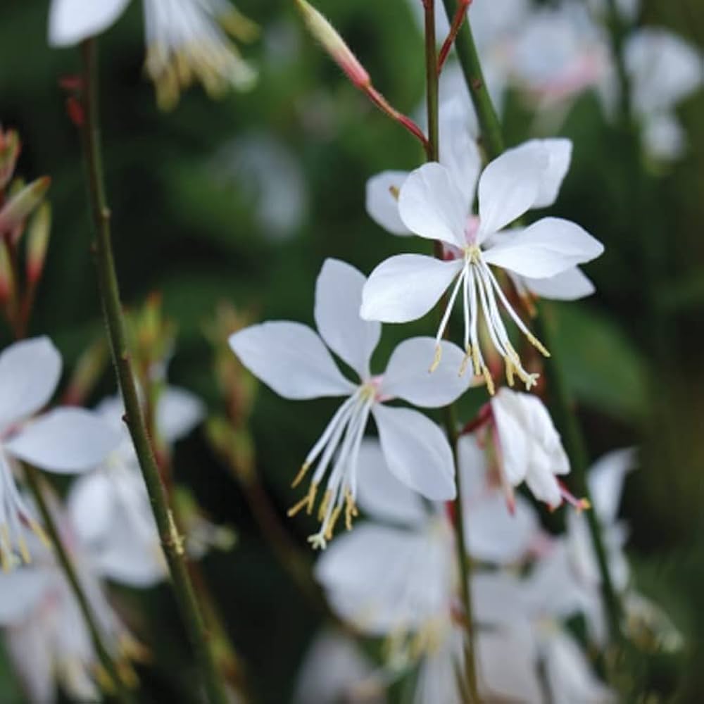 無農薬　発根苗　2本　カラーリーフ　白小花(ᵔᴥᵔ)かわいい 無農薬 発根苗 2本 カラーリーフ 白小花(ᵔᴥᵔ)かわいい 苗