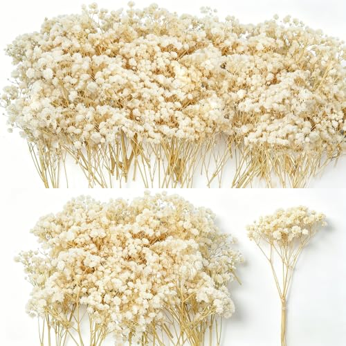 3000+ Mini Dried Babys Breath Flowers 6 Natural Ivory White Flowers
