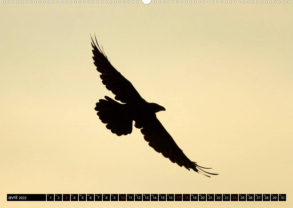 PLUMES LÉGÈRES. Oiseaux du Monde (Premium, hochwertiger DIN A2 Wandkalender 2022, Kunstdruck in Hochglanz): Treize photos d'oiseaux en action, ... Henry (Calendrier mensuel, 14 Pages )