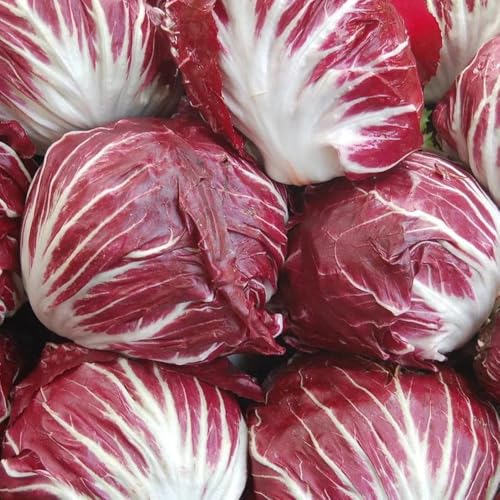 semillas de achicoria, variedades antiguas, invierno. 400pcs