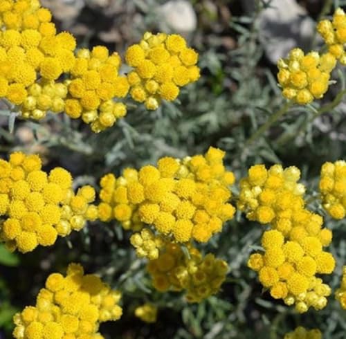Aceite Esencial de Helichrysum 5 mL Orgánico Puro miniatura 3