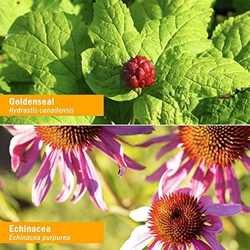 Herb Pharm Certified Organic Golden Echinacea Liquid Extract for Immune System Support - 4 Ounce - Image 6