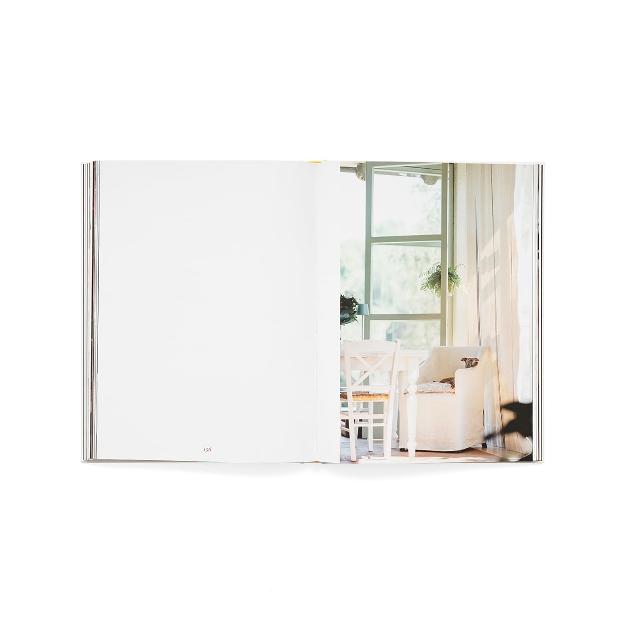 Still pets. Stories from living rooms. Dogs. Ediz. italiana e inglese