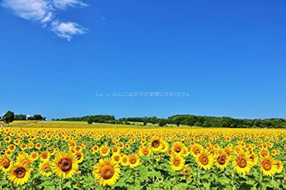 花巻碧、【ぶどう畑からの眺め】、希少な画集画、新品高級額 額装付、状態良好 花巻碧、【ぶどう畑からの眺め】、希少な額装用画集より、新品額装付
