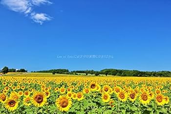 Amazon | 【日本の風景ポストカード】北海道 夏の青空と満開の