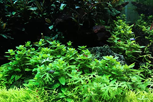 Substratesource Staurogyne Repens Tissue Culture Aquatic Live Aquarium Plant - 100% Snail Free In Vitro Cup (Staurogyne Repens) #TOP1