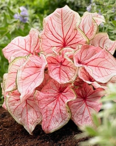 100Pcs Pink Caladium Plants Seeds